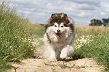 CHIEN FINNOIS DE LAPONIE 068